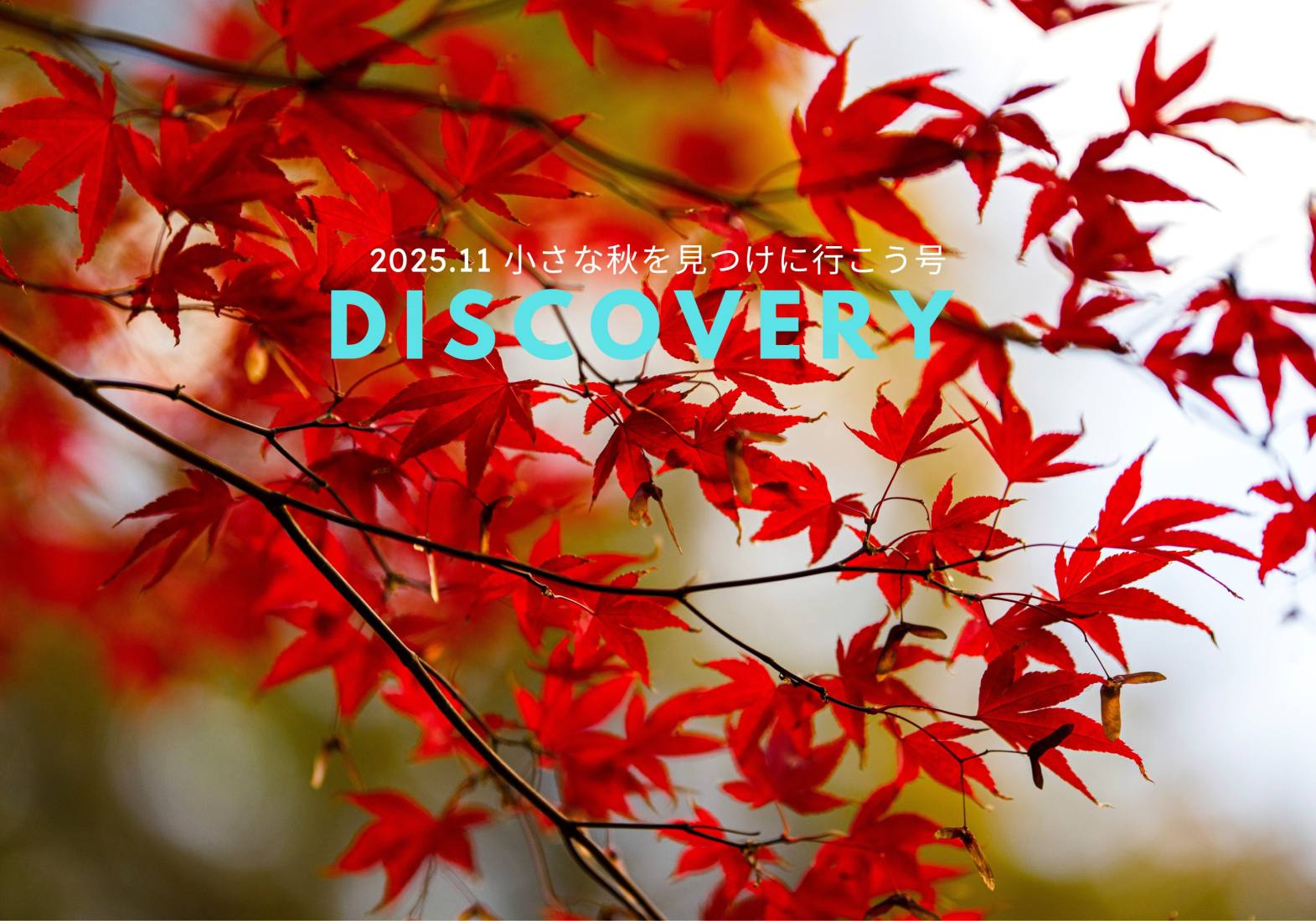 ニュースレター11月号